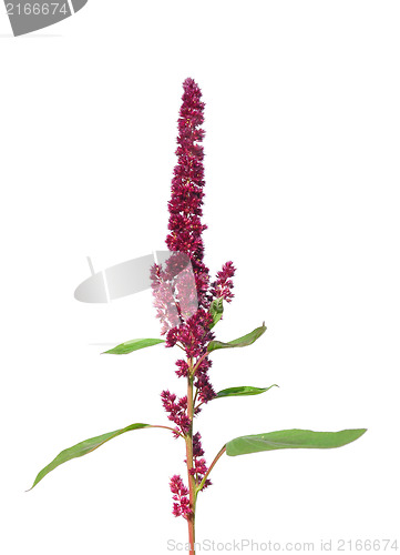 Image of Red amaranth (Amaranthus cruentus)