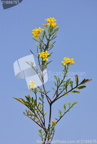 Image of Creeping yellowcress (Rorippa sylvestris)