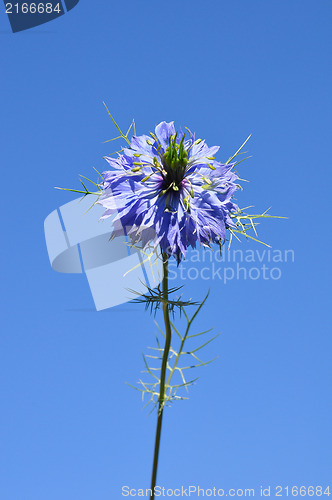 Image of Love-in-a-mist (Nigella damascena)