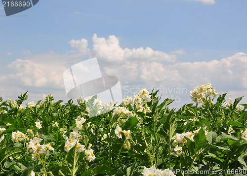 Image of Potato field