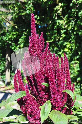 Image of Red amaranth (Amaranthus cruentus)