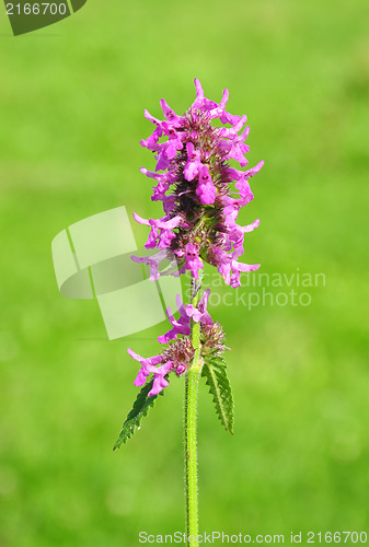 Image of Purple betony (Betonica officinalis)