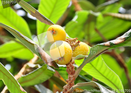 Image of Loquat (Eriobotrya japonica)