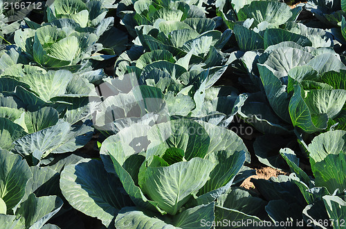 Image of Cabbage field