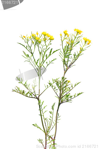 Image of Creeping yellowcress (Rorippa sylvestris)