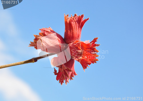 Image of Red hazel