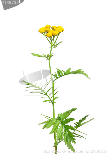 Image of Tansy (Tanacetum vulgare)