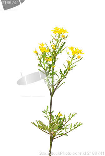 Image of Creeping yellowcress (Rorippa sylvestris)