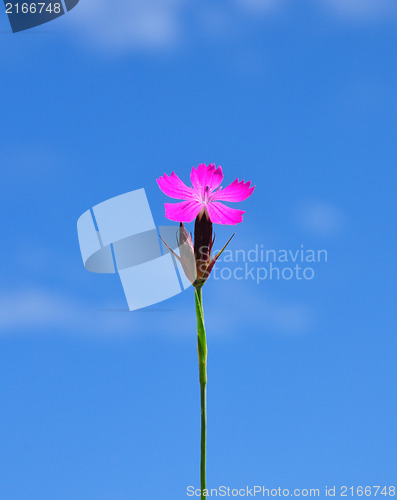 Image of Carthusian pink (Dianthus carthusianorum)