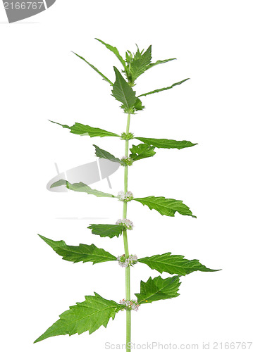 Image of Gypsywort (Lycopus europaeus)