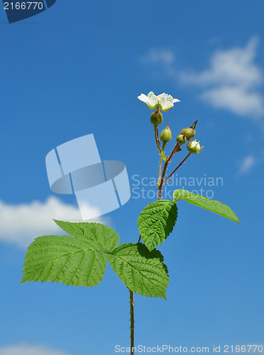Image of Blackberry with flower