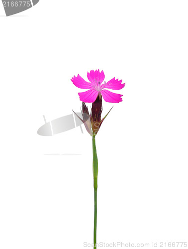 Image of Carthusian pink (Dianthus carthusianorum)