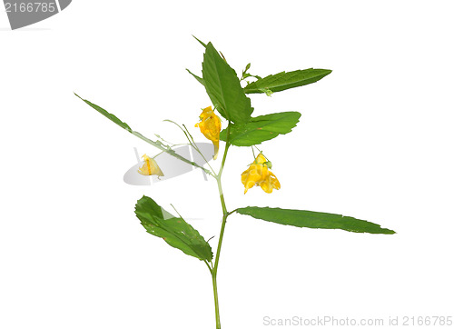Image of Touch-me-not balsam (Impatiens noli-tangere)