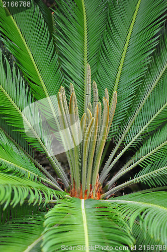 Image of Cycad palm (Cycas)