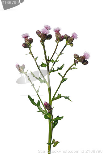 Image of Creeping thistle (Cirsium arvense)