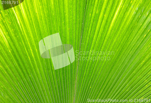 Image of Palm leaf