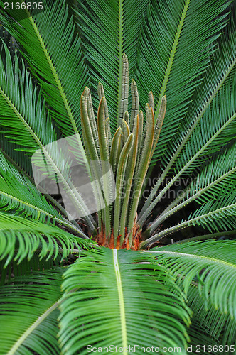 Image of Cycad palm (Cycas)