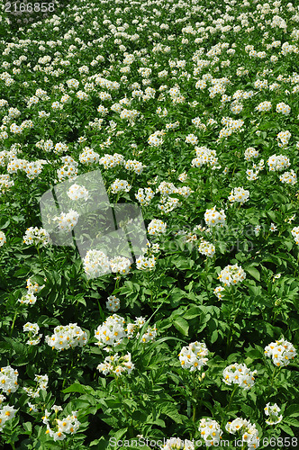 Image of Potato field