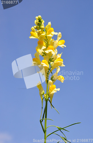 Image of Common toadflax (Linaria vulgaris)