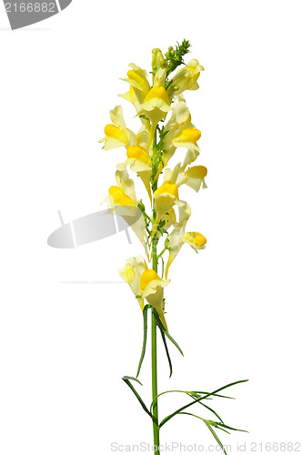 Image of Common toadflax (Linaria vulgaris)