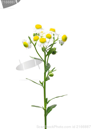 Image of Annual fleabane (Erigeron annuus)