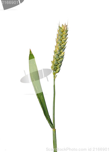 Image of Wheat (Triticum aestivum)