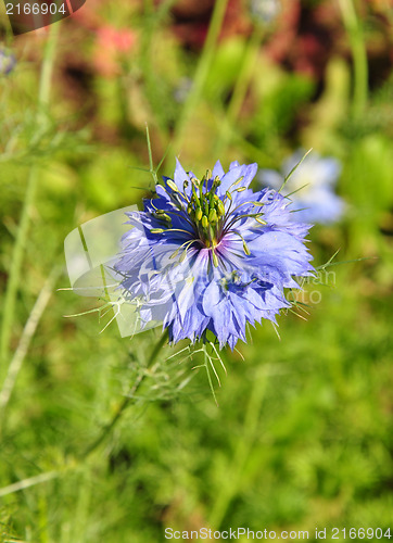 Image of Love-in-a-mist (Nigella damascena)