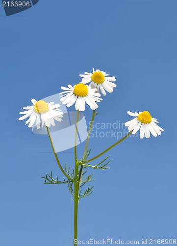 Image of German chamomile (Matricaria chamomilla)