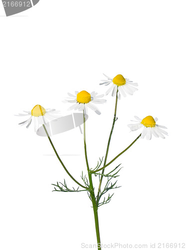 Image of German chamomile (Matricaria chamomilla)