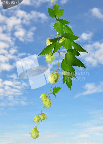 Image of Hop (Humulus lupulus)
