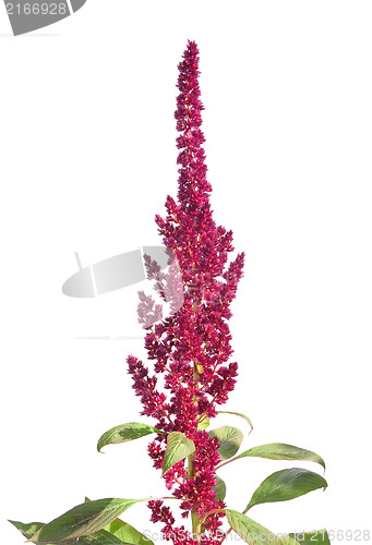 Image of Red amaranth (Amaranthus cruentus)