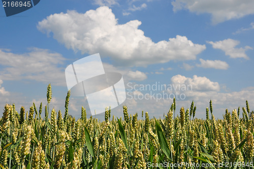 Image of Wheat (Triticum aestivum)