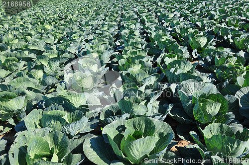 Image of Cabbage field