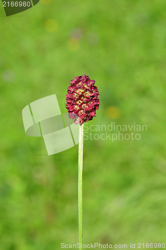 Image of Great burnet (Sanguisorba officinalis)