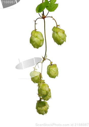 Image of Hop (Humulus lupulus)