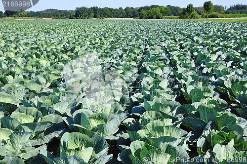 Image of Cabbage field