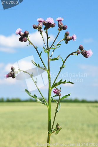 Image of Creeping thistle (Cirsium arvense)