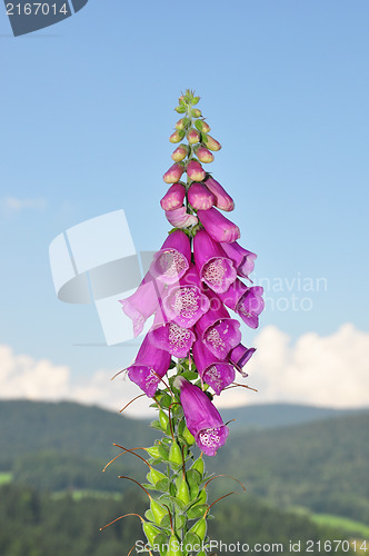 Image of Common foxglove (Digitalis purpurea)