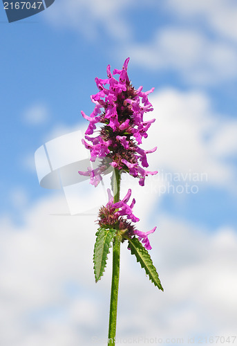 Image of Purple betony (Betonica officinalis)