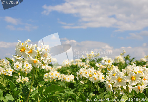 Image of Potato field