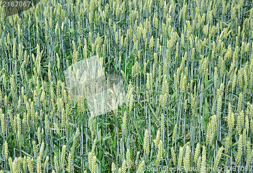 Image of Wheat field (Triticum aestivum)