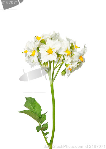 Image of Potato flower