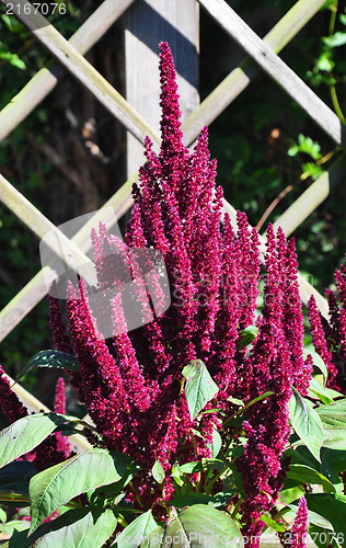 Image of Red amaranth (Amaranthus cruentus)