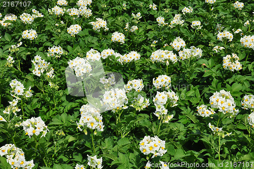 Image of Potato field