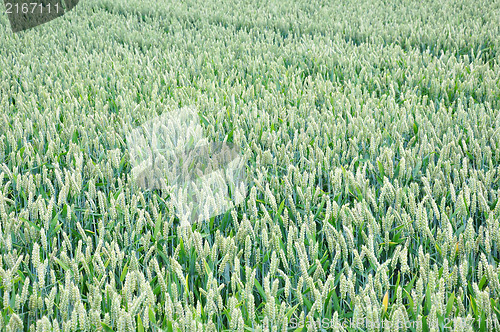 Image of Wheat field (Triticum aestivum)