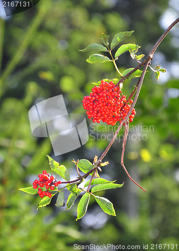 Image of Red elderberry (Sambucus racemosa)