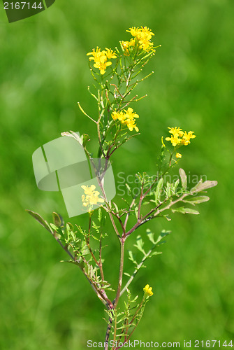 Image of Creeping yellowcress (Rorippa sylvestris)