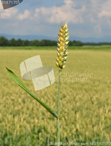 Image of Wheat (Triticum aestivum)