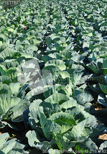 Image of Cabbage field