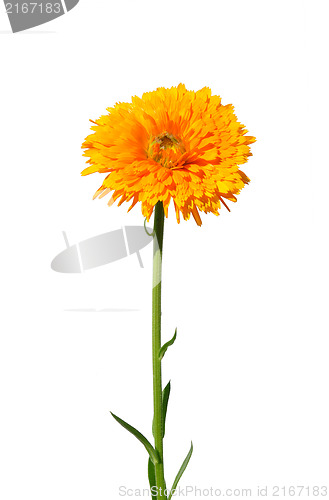 Image of Pot marigold (Calendula officinalis)